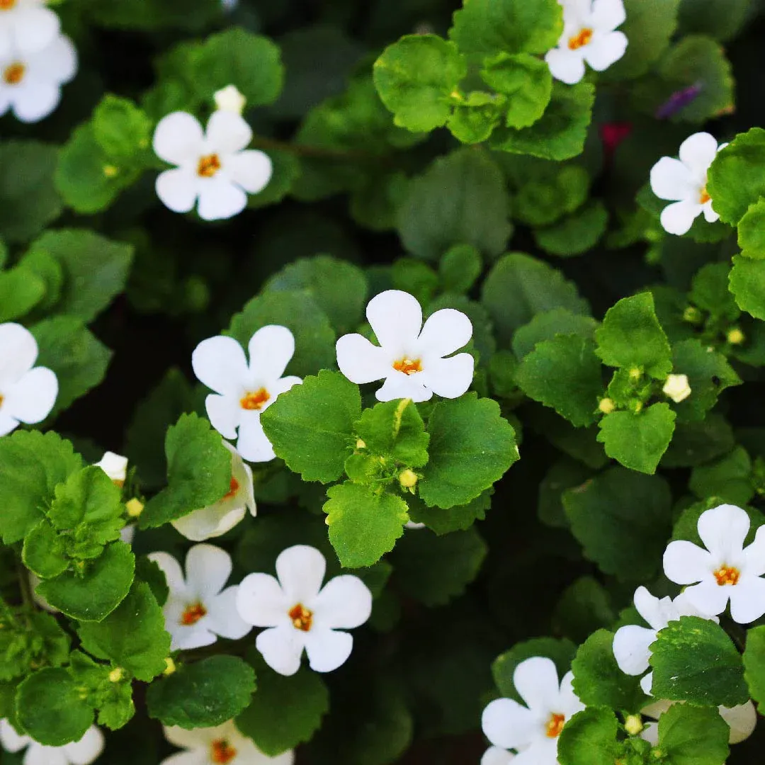 Bacopa Monnieri